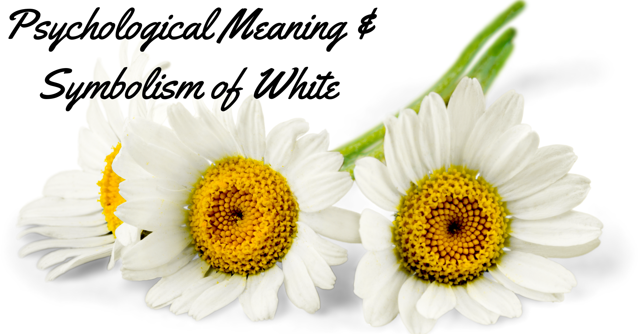 White daisies symbolizing purity and clarity for blog on psychological meaning of white.